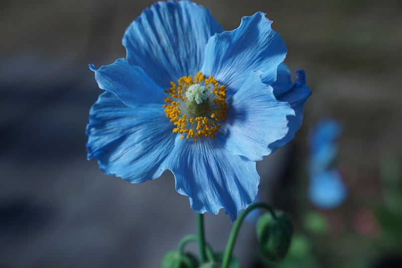 Colorful Flowers