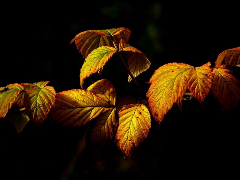 Fall Garden