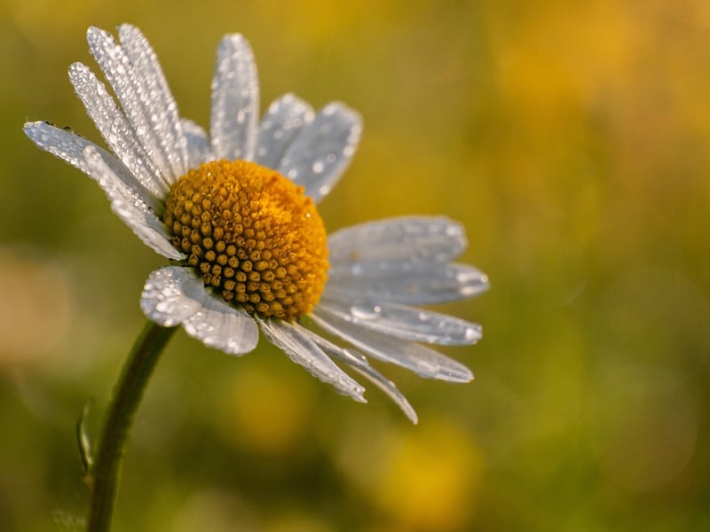 Gerbera Daisies