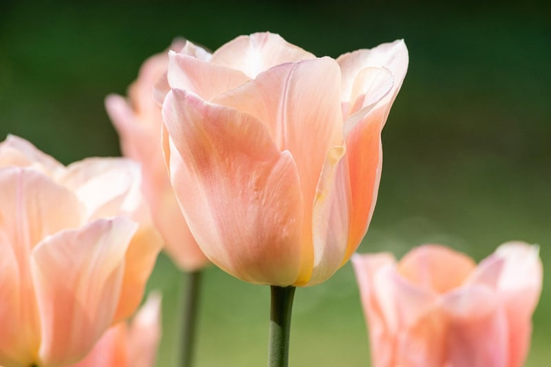 Spring Garden
