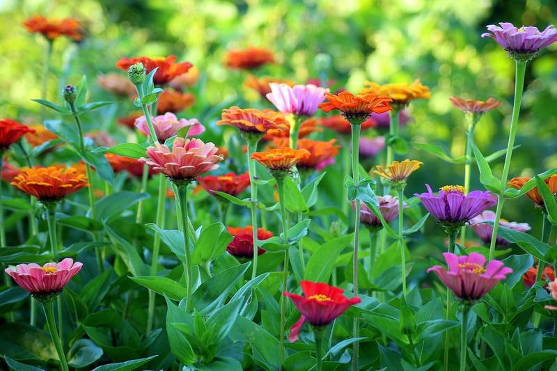 Summer Garden