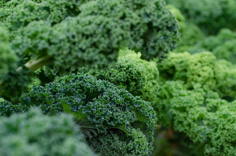 Kale Greens