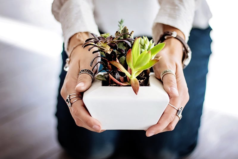 Succulents
