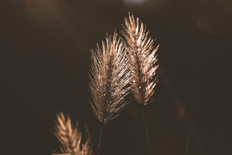 Weeds in a garden